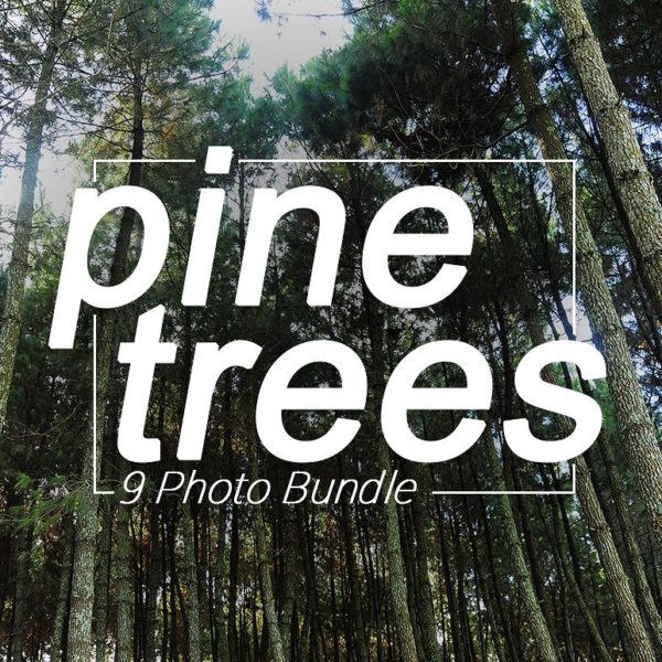pine-trees-photo-bundle-