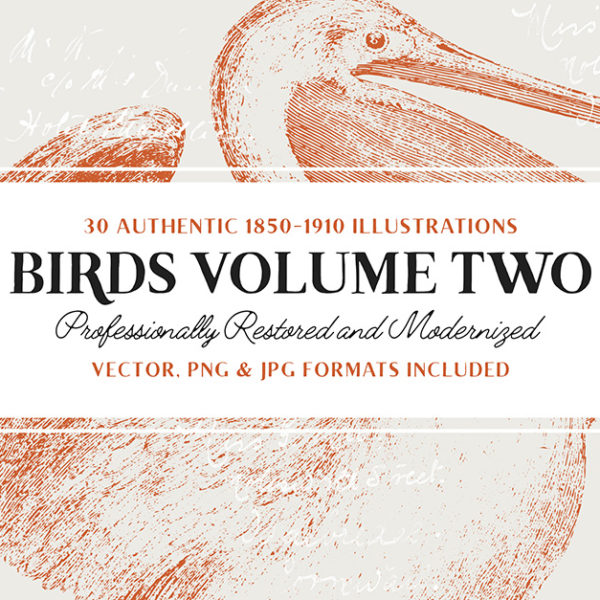 bird-illustrations-first-image